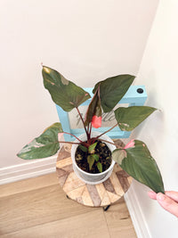 Homalomena Rubescens Pink Diamond Variegated