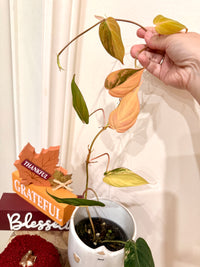 Philodendron Micans Variegated