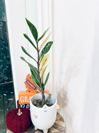ZZPlant Aurea