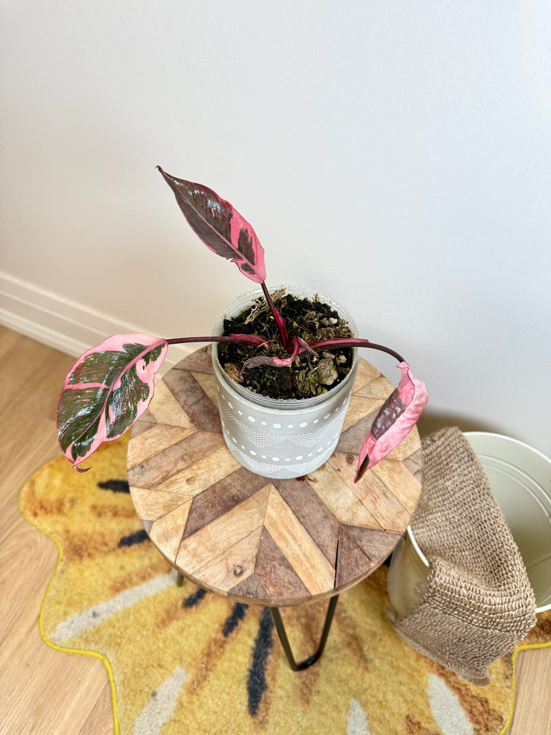 Philodendron Pink Princess Mutation