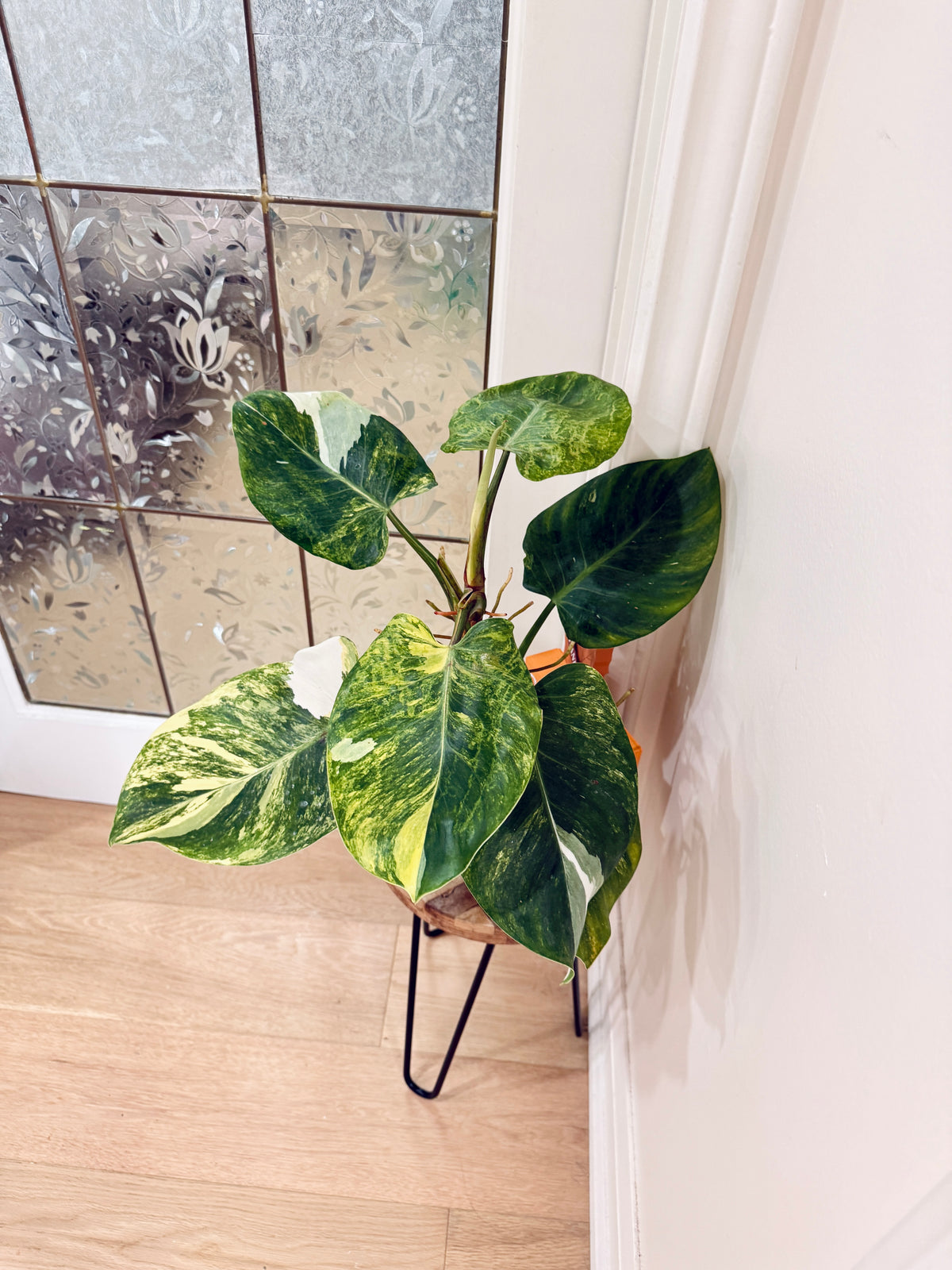 Philodendron White Wizard Tricolour