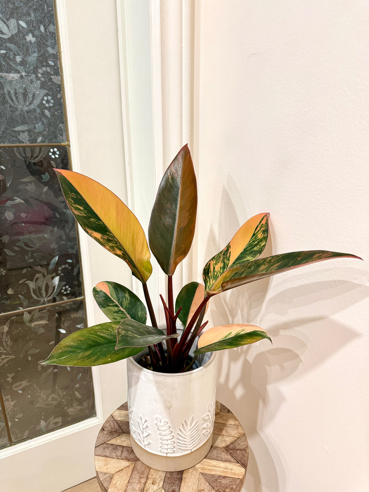 Philodendron Red Congo Variegated
