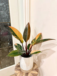 Philodendron Red Congo Variegated