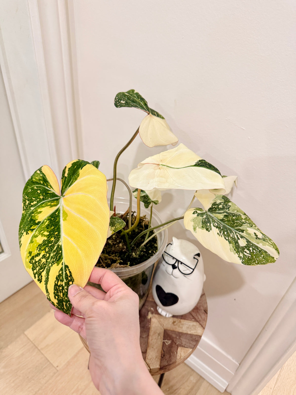 Philodendron Gloriosum Galaxy