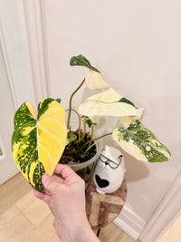 Philodendron Gloriosum Galaxy