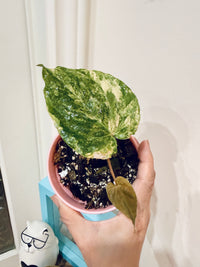 Anthurium Papillilaminum Variegated x RLFS