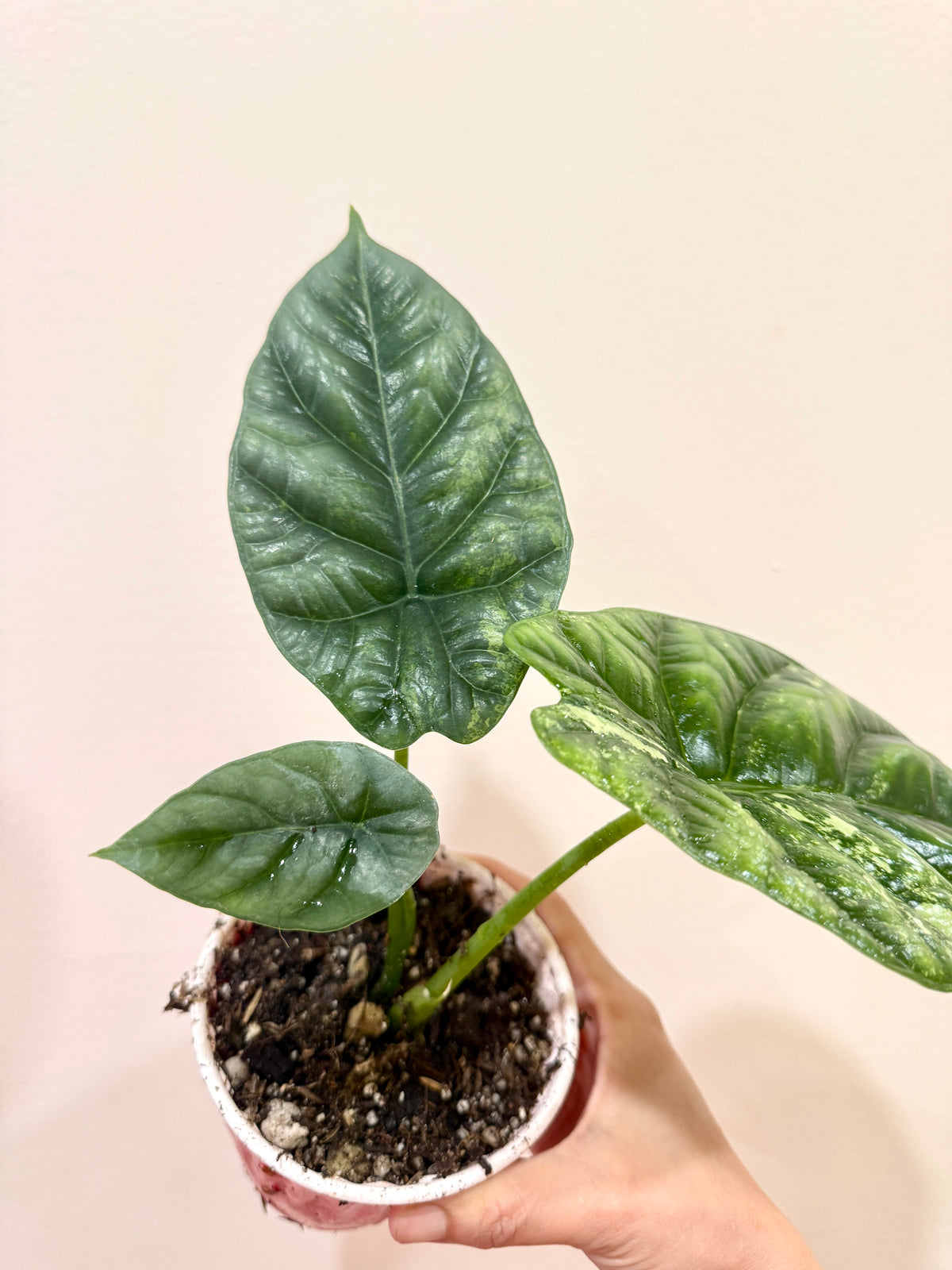 Alocasia Sinuata Albo