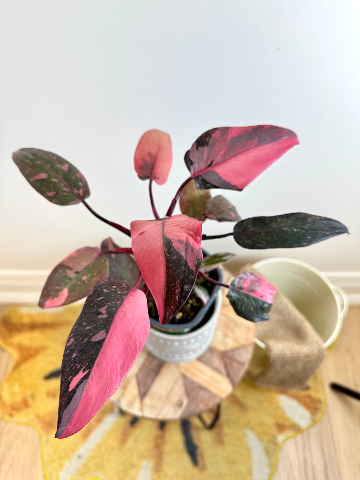 Philodendron Pink Princess Galaxy