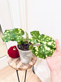 Variegated Leopard Plant