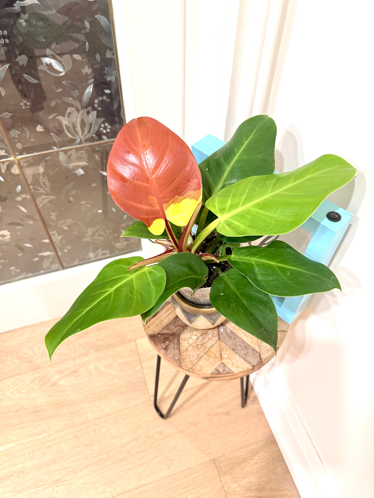 Philodendron Red Moon Variegated