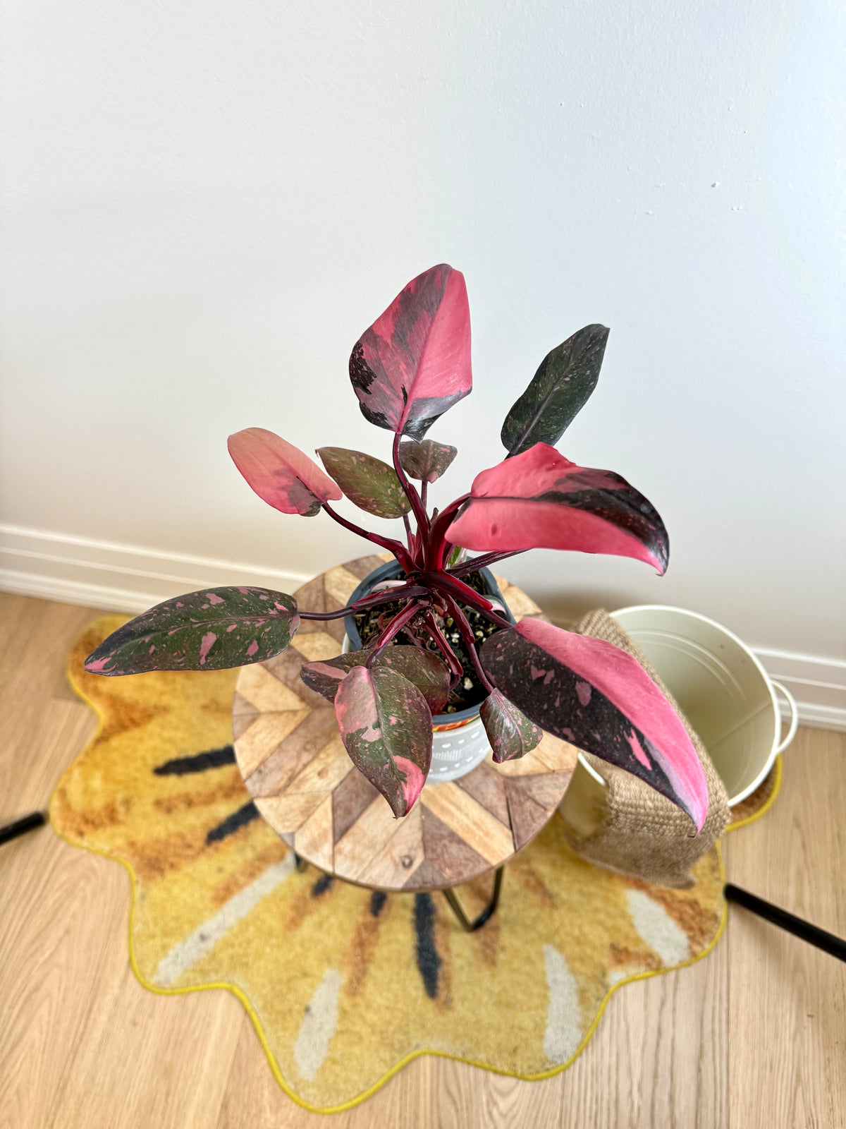 Philodendron Pink Princess Galaxy