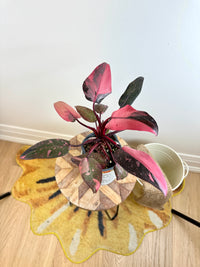 Philodendron Pink Princess Galaxy