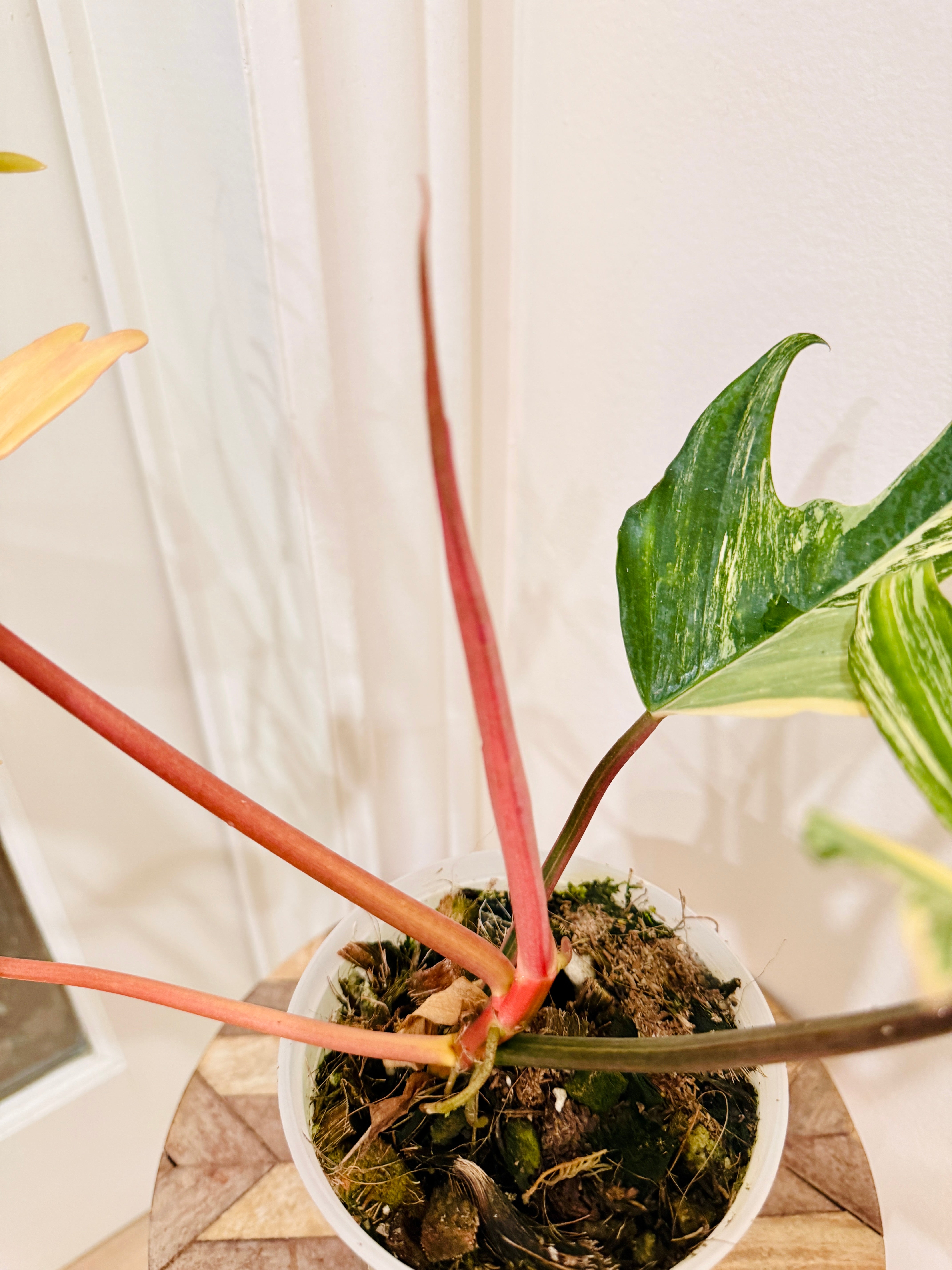 Philodendron Florida Beauty x Tortum – Rare Tropical Plants Canada