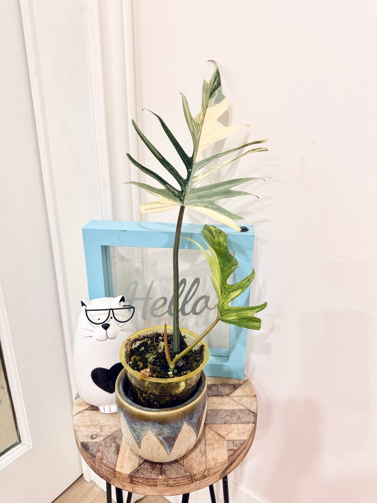 Philodendron Florida x Tortum