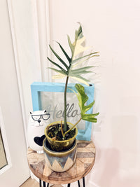 Philodendron Florida x Tortum