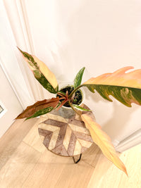 Philodendron Caramel Marble