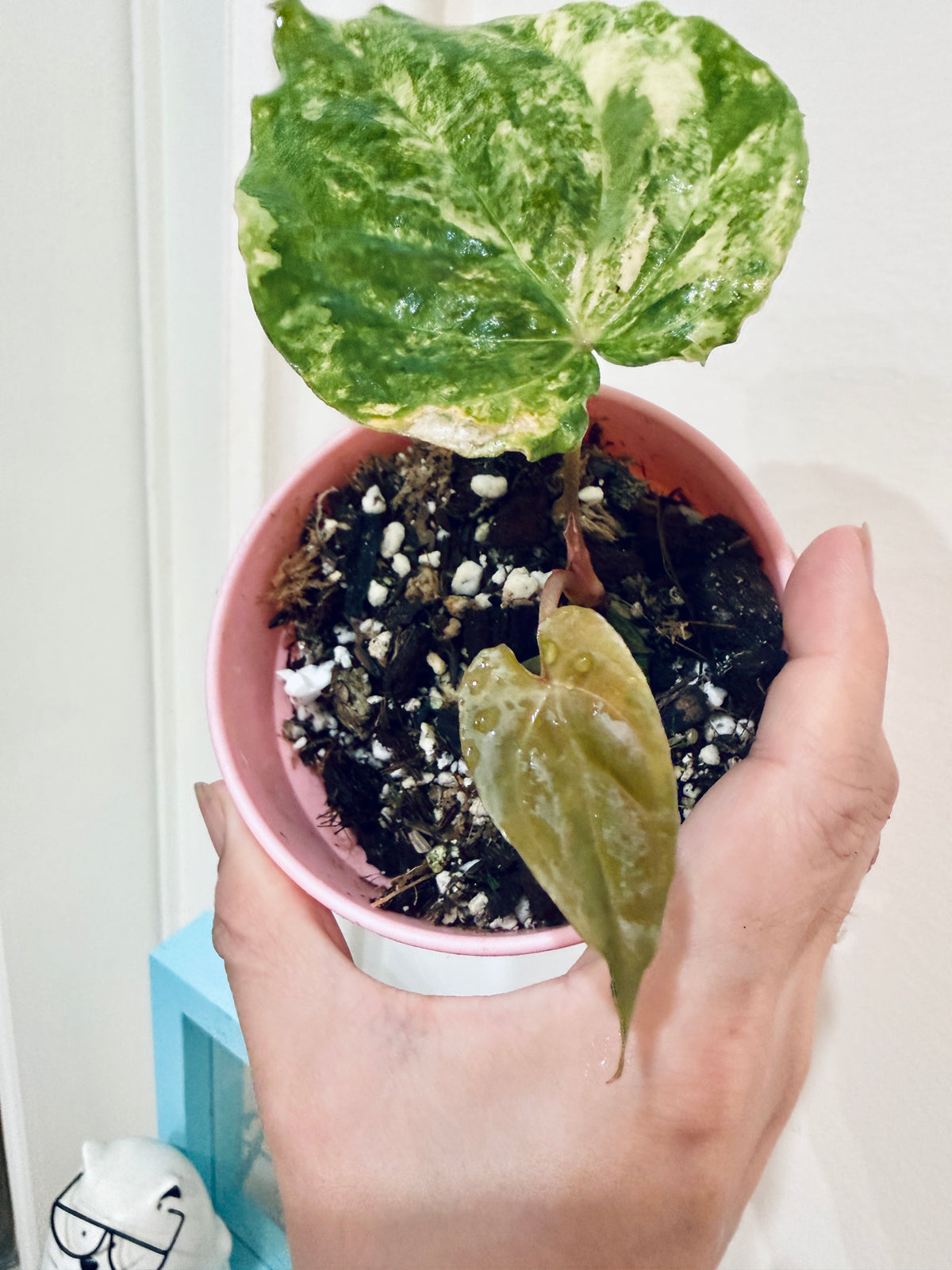 Anthurium Papillilaminum Variegated x RLFS