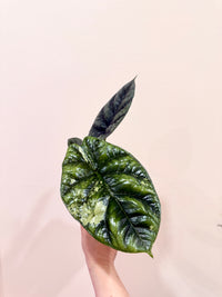 Alocasia Sinuata Albo