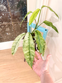 Rhaphidophora Gorilan Variegated