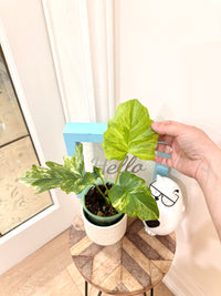 Philodendron Selloum Variegated
