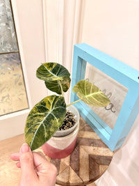 Alocasia Black Velvet Gold