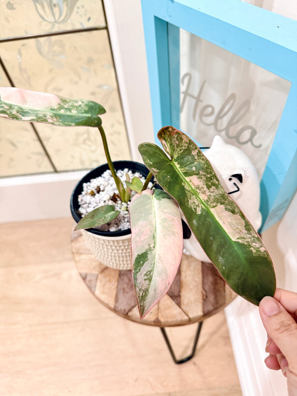 Philodendron Atabapoense Pink Variegated