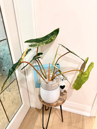 Philodendron Billietiae Variegated