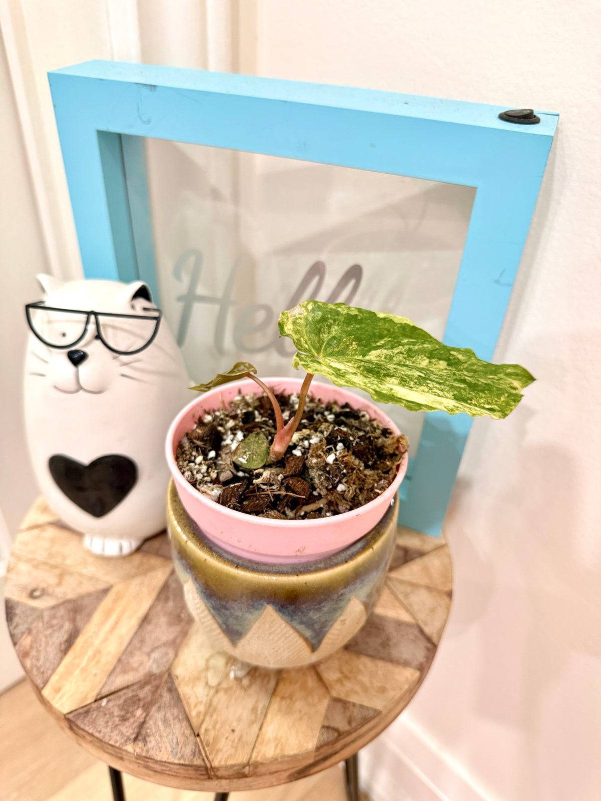Anthurium Papillilaminum Variegated x RLFS