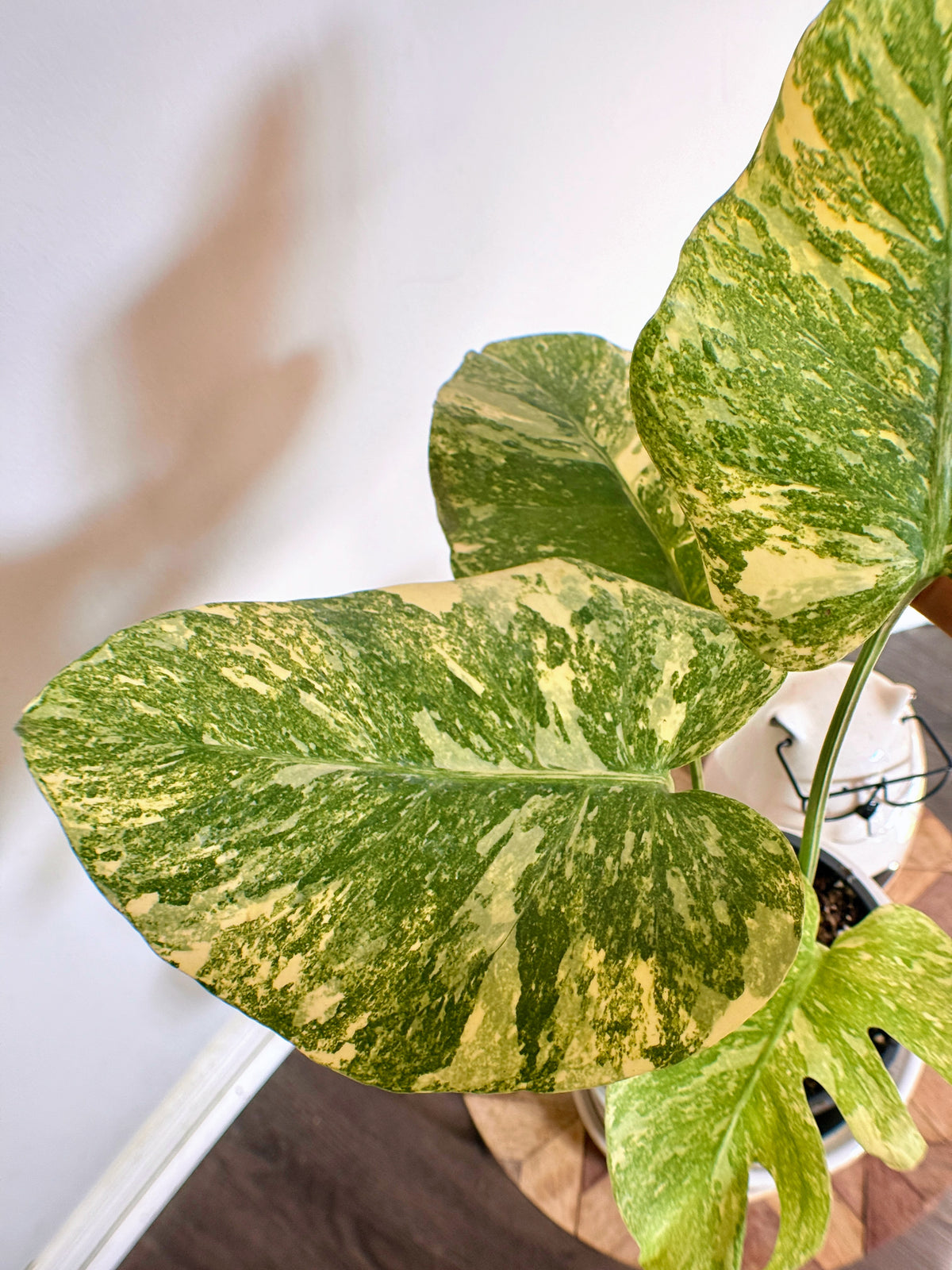 Monstera Legacy