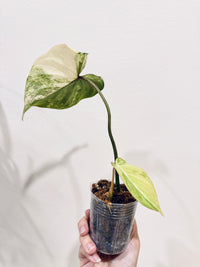 Philodendron Gloriosum Aurea