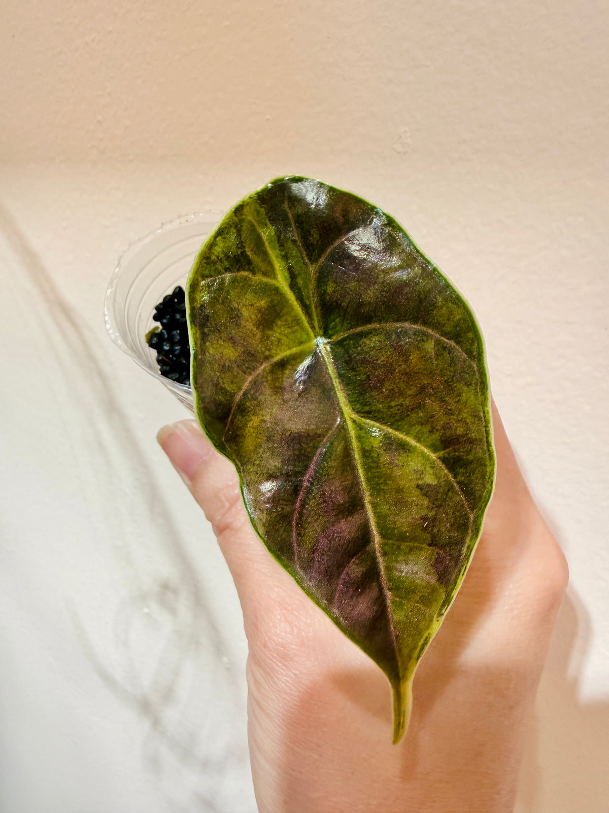 Alocasia Azlanii Aurea