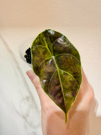 Alocasia Azlanii Aurea
