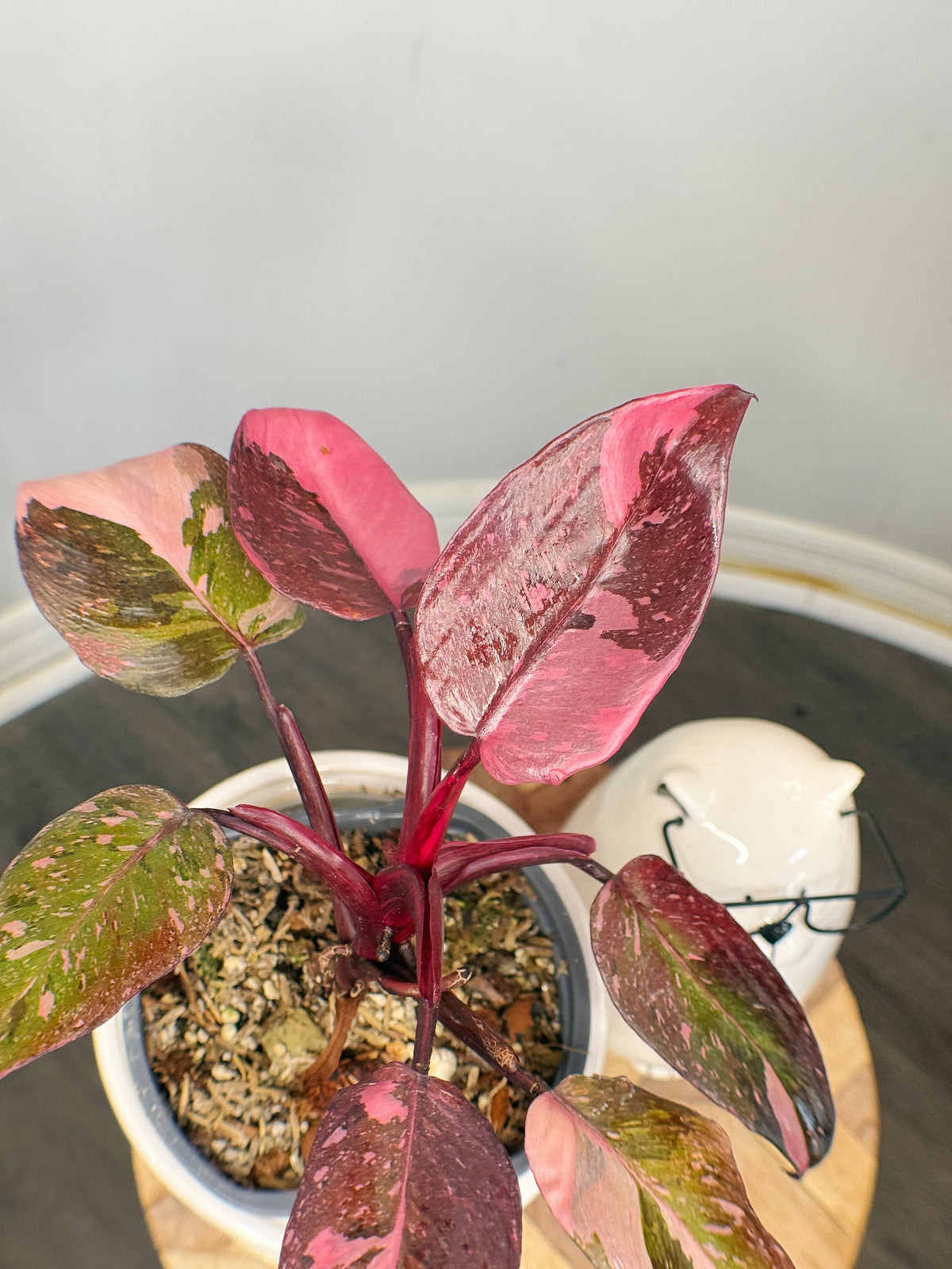 Philodendron Pink Princess Galaxy