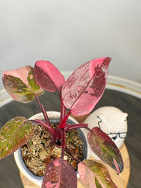 Philodendron Pink Princess Galaxy