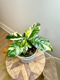 Coffee Tree Variegated