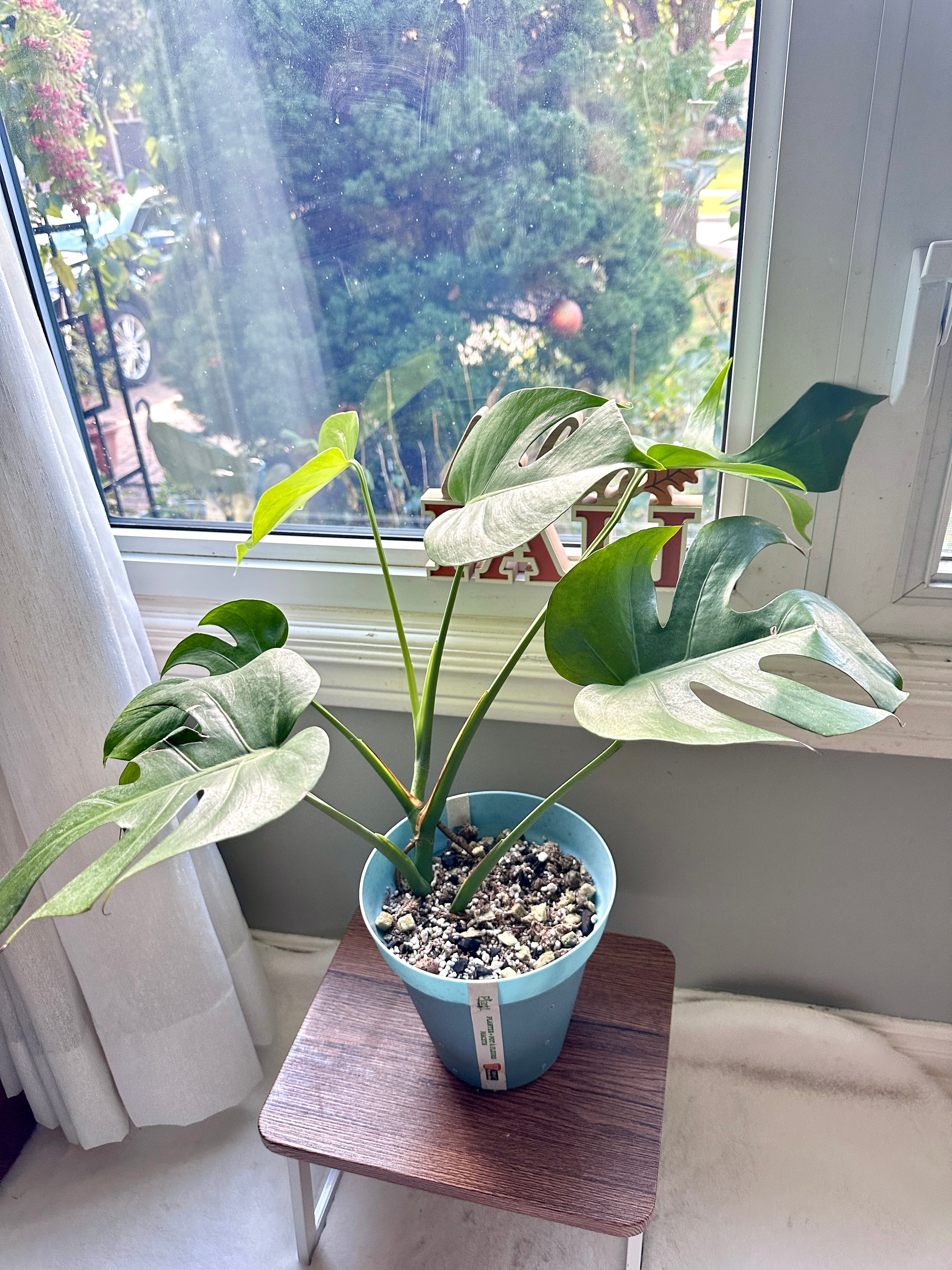 Monstera Macrocosm – Rare Tropical Plants Canada