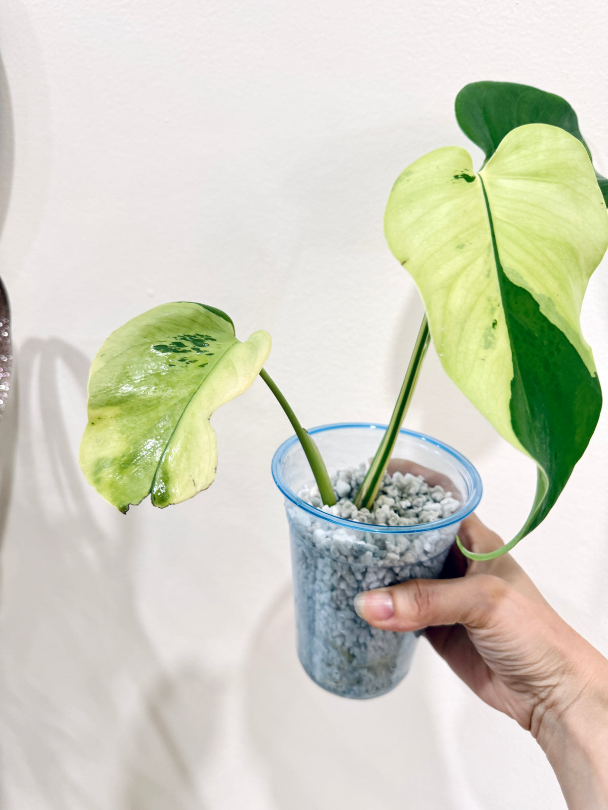 Monstera light lime