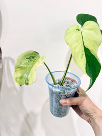 Monstera light lime
