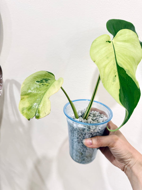 Monstera light lime