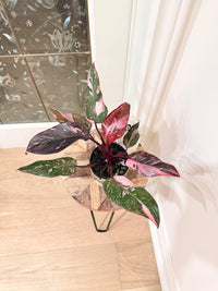 Philodendron Pink Princess Galaxy