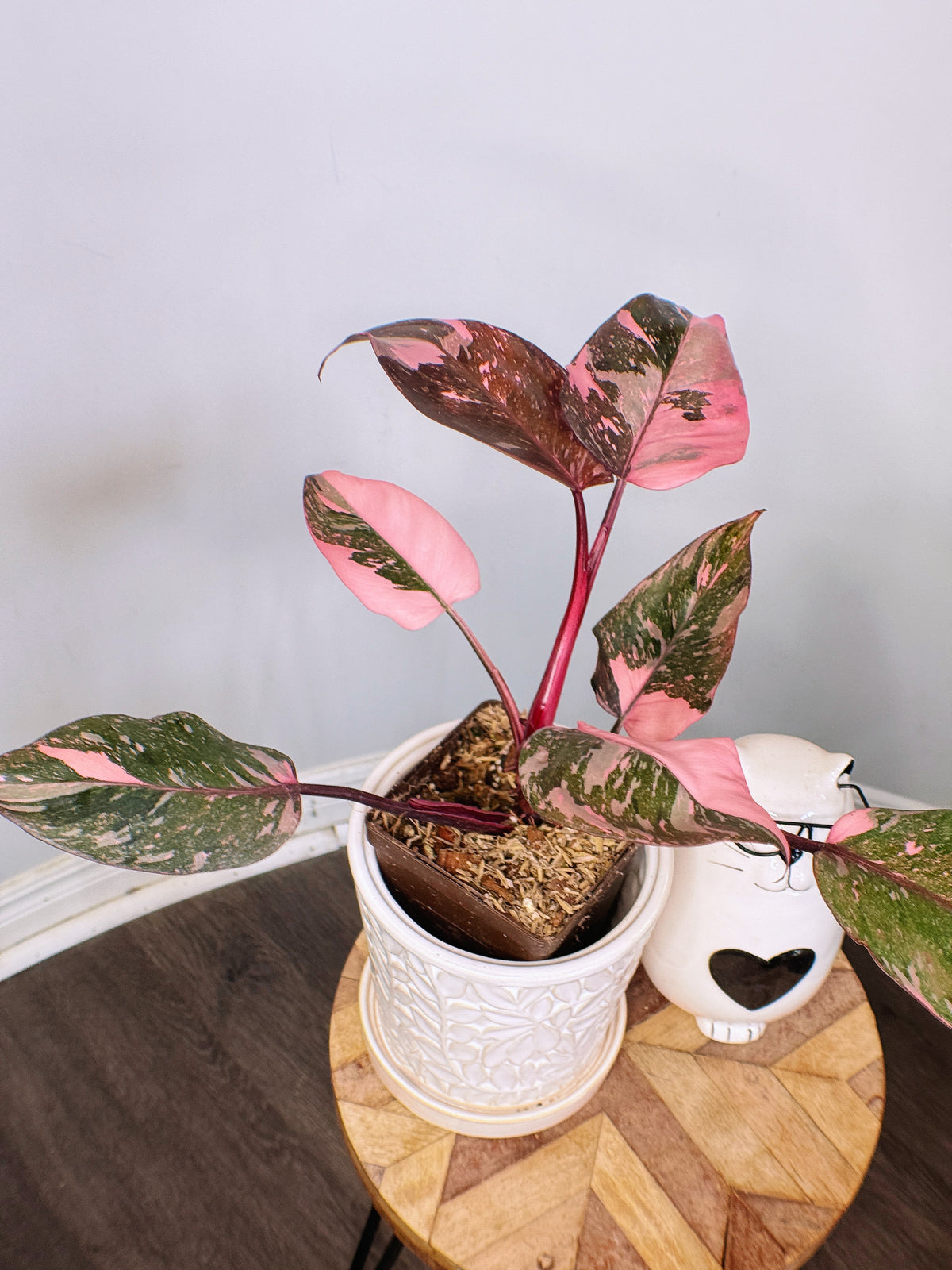 Philodendron Pink Princess Galaxy
