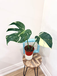 Monstera Medusa