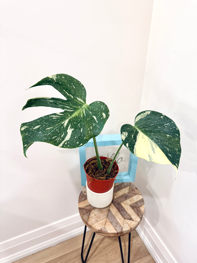 Monstera Medusa