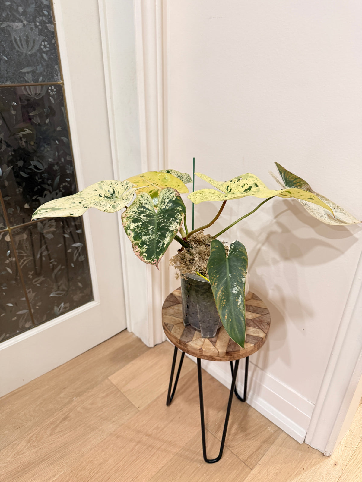 Philodendron Ilsemanii