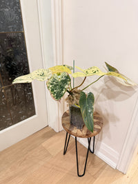 Philodendron Ilsemanii