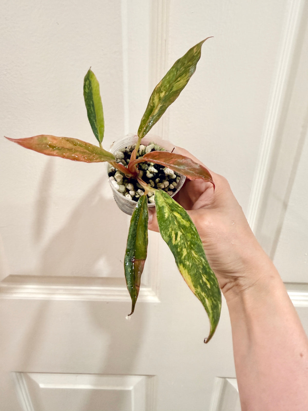 Philodendron Caramel Fire Tiger