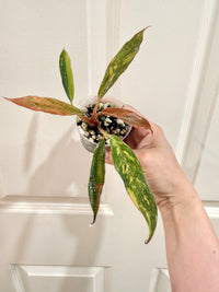 Philodendron Caramel Fire Tiger