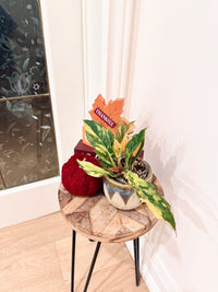 Philodendron Caramel Fire Tiger