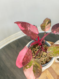 Philodendron Pink Princess Galaxy