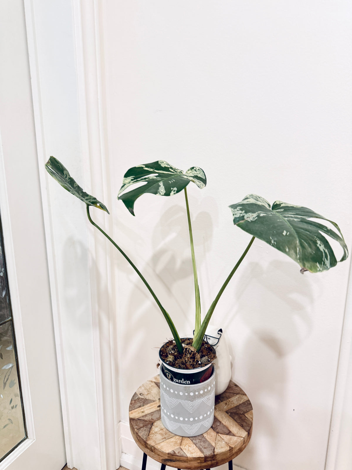 Monstera Bulbasaur